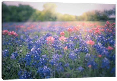 Texas Bluebonnets Canvas Art Print - Garden & Floral Landscape Art