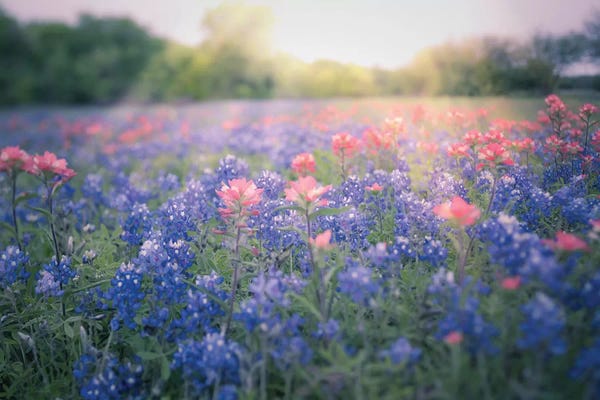 Wildflowers: Texas Bluebonnets by Ann Hudec