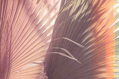 Tropical Summer by Ann Hudec art print