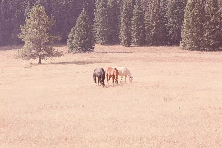 Montana Horses