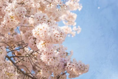 Cherry Blossoms by Ann Hudec framed wall art