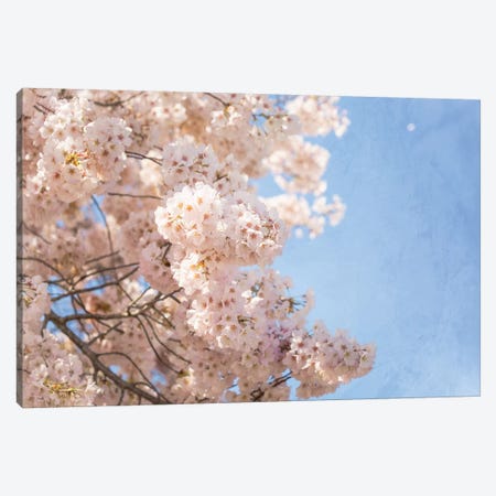 Cherry Blossoms Canvas Print #AHD200} by Ann Hudec Canvas Art