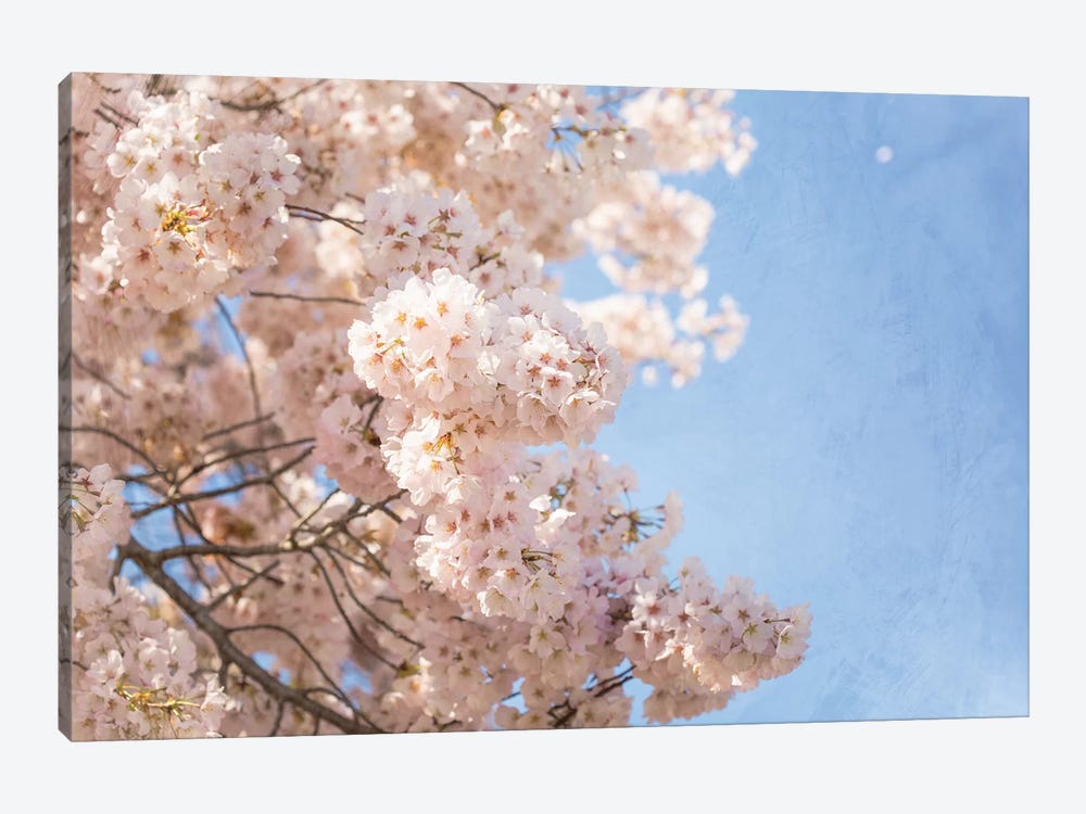 Cherry Blossoms by Ann Hudec 1-piece Art Print