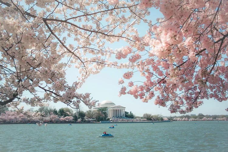 Washington Dc Cherry Blossoms