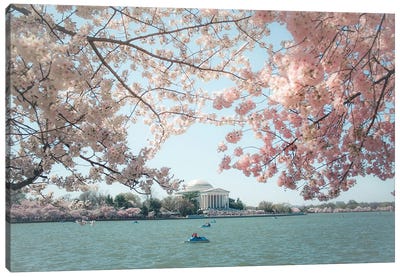 Washington Dc Cherry Blossoms Canvas Art Print - Cherry Blossom Art