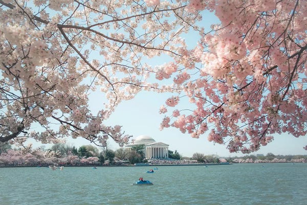 Ann Hudec: Washington Dc Cherry Blossoms by Ann Hudec