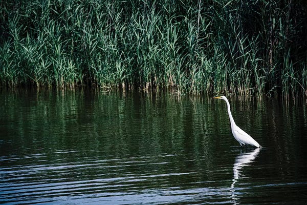 Ann Hudec: Solitude - Outer Banks, North Carolina by Ann Hudec