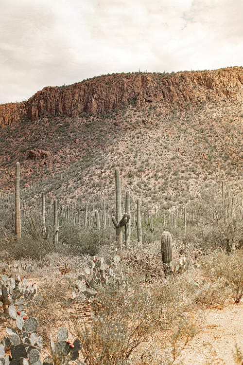 Desert Heart - Tucson, Arizona