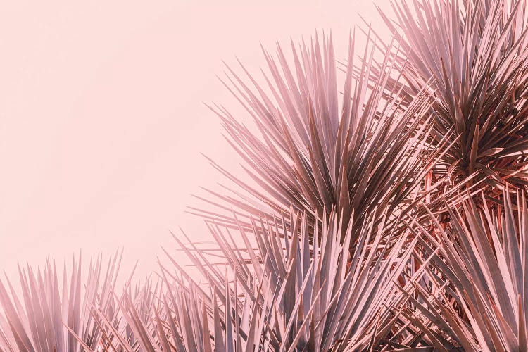 Boho Pink Palms