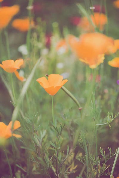 Ann Hudec: California Golden Poppies I by Ann Hudec