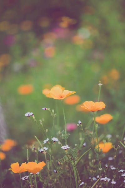 Ann Hudec: California Golden Poppies II by Ann Hudec