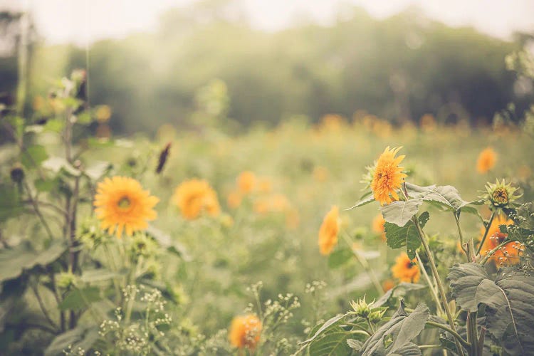 Farmhouse Sunflowers