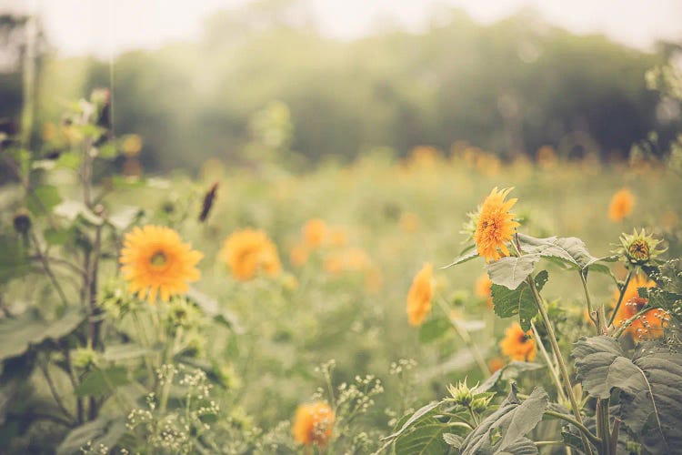Farmhouse Sunflowers by Ann Hudec wall art