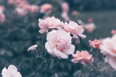 Romantic Pink Poses by Ann Hudec art print