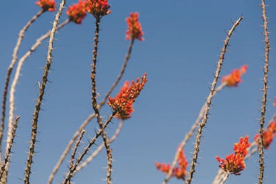 Ocotillo in Bloom by Ann Hudec art print