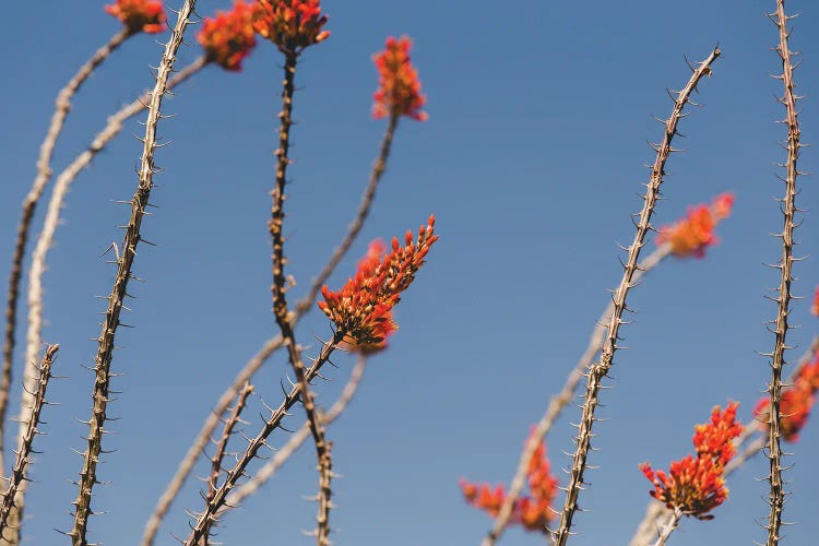 Ocotillo in Bloom