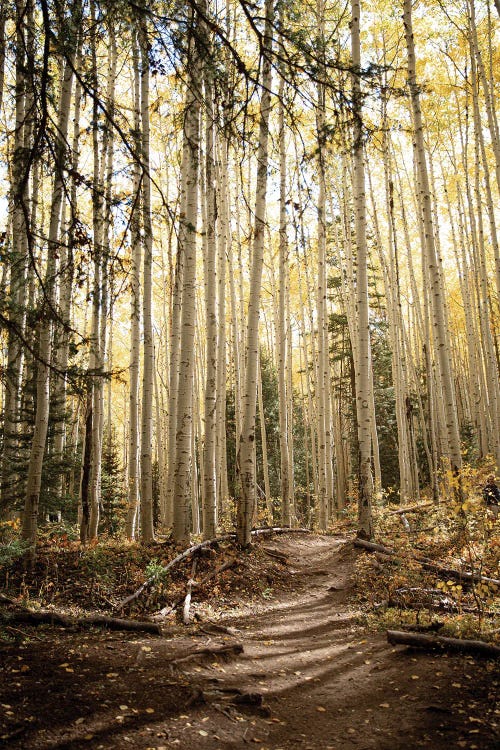 Autumn Light In The Aspen Grove Rustic Decor