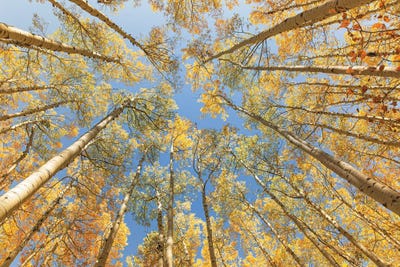 Looking Up - Golden Aspens by Ann Hudec art print