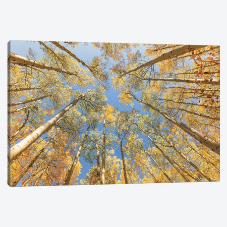 Looking Up - Golden Aspens Canvas Print #AHD228} by Ann Hudec Canvas Art