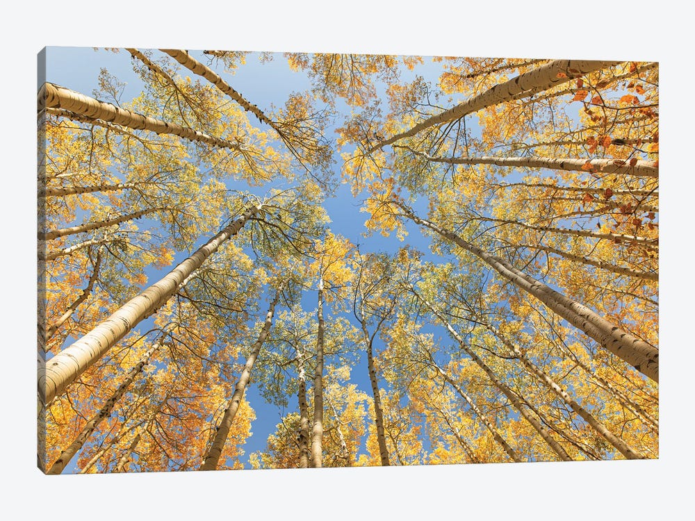 Looking Up - Golden Aspens by Ann Hudec 1-piece Canvas Print