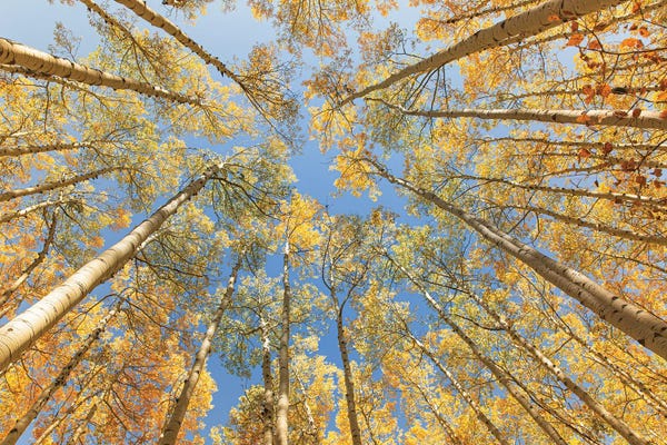 Ann Hudec: Looking Up - Golden Aspens by Ann Hudec