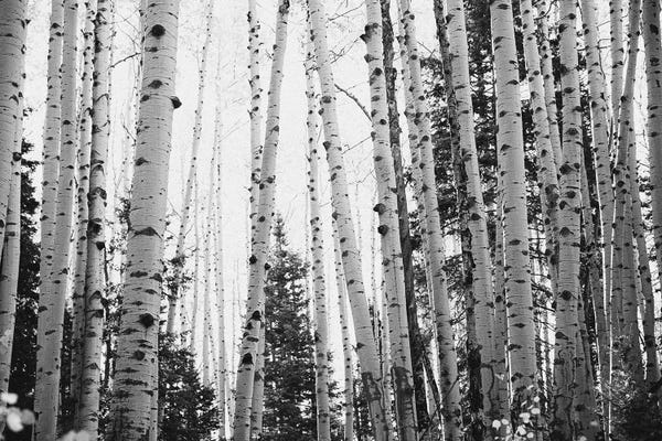 Ann Hudec: Winter Aspens Rustic Black And White Decor by Ann Hudec