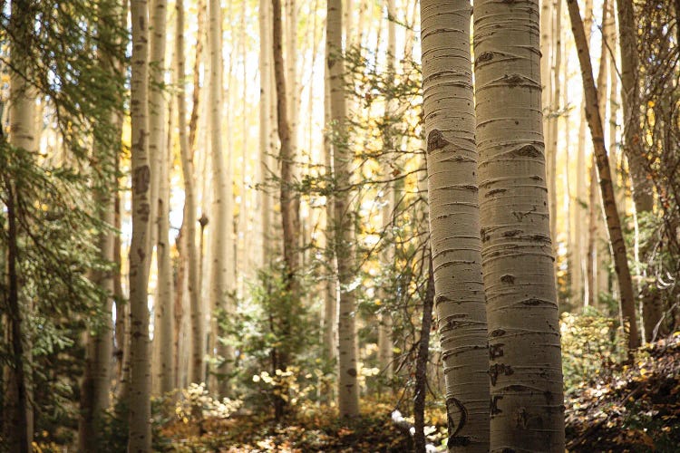 Morning Light In The Aspen Grove Ii