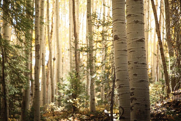 Ann Hudec: Morning Light In The Aspen Grove Ii by Ann Hudec