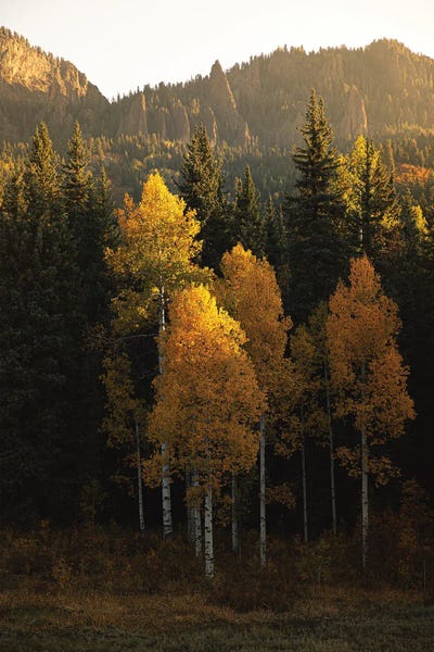 Aspen Gold Autumn In Colorado by Ann Hudec art print