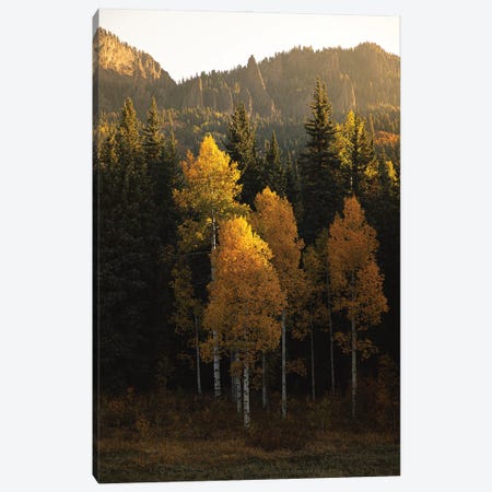 Aspen Gold Autumn In Colorado Canvas Print #AHD231} by Ann Hudec Canvas Art Print