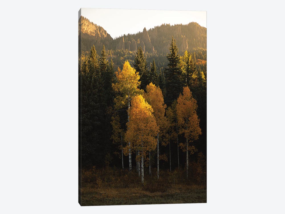 Aspen Gold Autumn In Colorado by Ann Hudec 1-piece Canvas Art Print