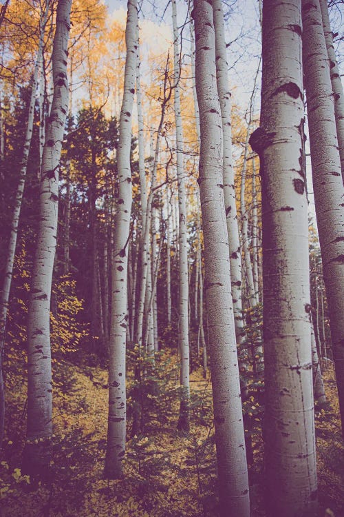 Autumn Aspens