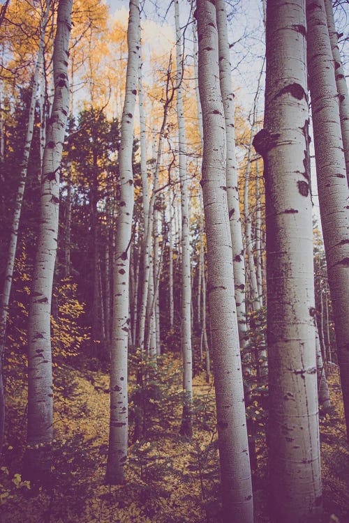 Autumn Aspens by Ann Hudec wall art