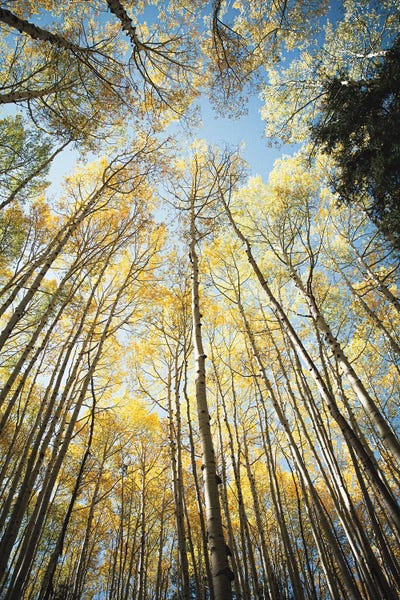 Ann Hudec: Looking Up Golden Aspens II by Ann Hudec