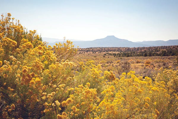 Ann Hudec: New Mexico Gold by Ann Hudec