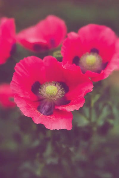 Electric Pink Poppies Floral Art by Ann Hudec art print