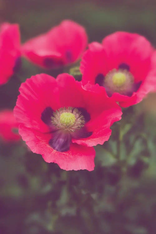 Electric Pink Poppies Floral Art