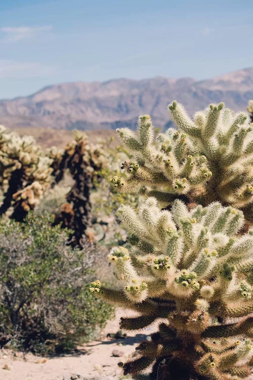 Cholloa Cactus Garden