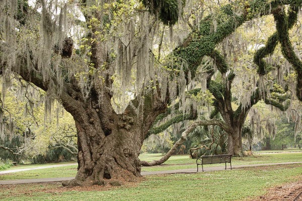 Ann Hudec: New Orleans City Park I by Ann Hudec