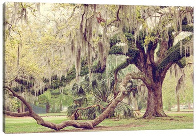 New Orleans City Park II Canvas Art Print - Ann Hudec