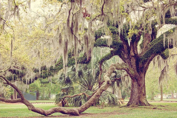 Ann Hudec: New Orleans City Park II by Ann Hudec