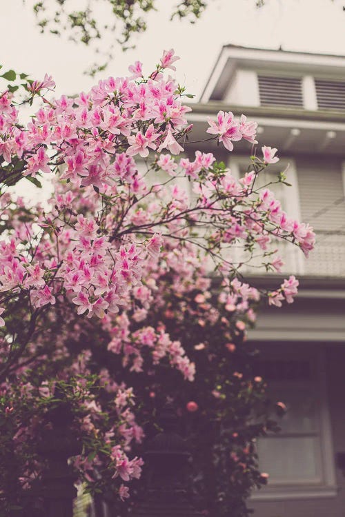 Springtime In New Orleans I