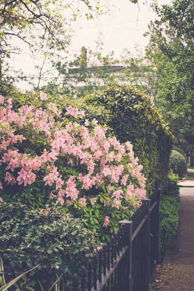 Springtime In New Orleans II by Ann Hudec art print