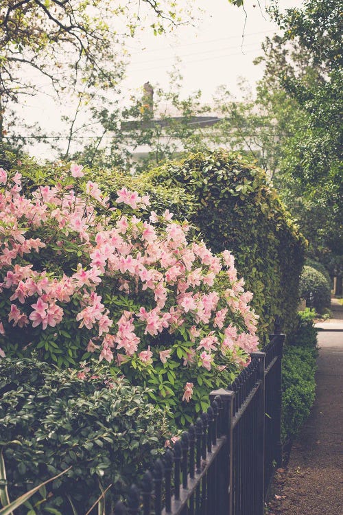 Springtime In New Orleans II