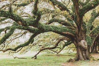 New Orleans Audubon Park I by Ann Hudec art print