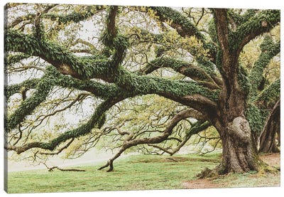 New Orleans Audubon Park I Canvas Art Print - New Orleans Art