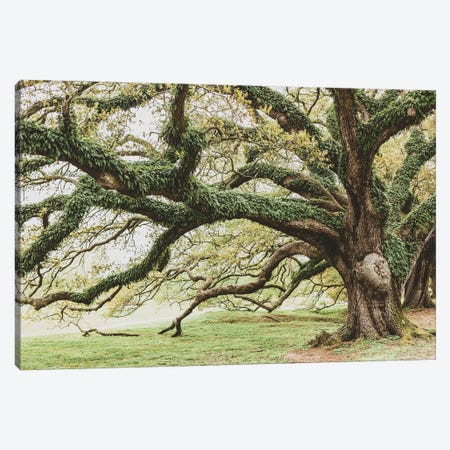 New Orleans Audubon Park I Canvas Print #AHD269} by Ann Hudec Canvas Art