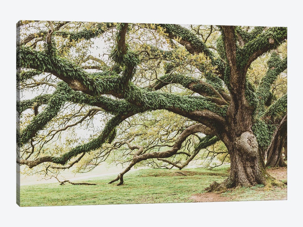 New Orleans Audubon Park I by Ann Hudec 1-piece Canvas Artwork