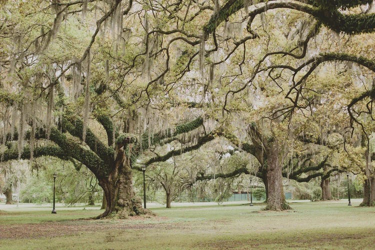 New Orleans Audubon Park III by Ann Hudec wall art