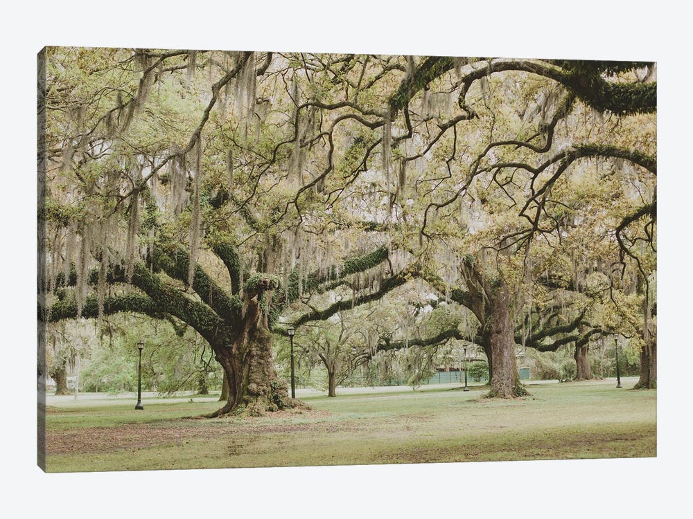 New Orleans Audubon Park III by Ann Hudec 1-piece Canvas Art Print